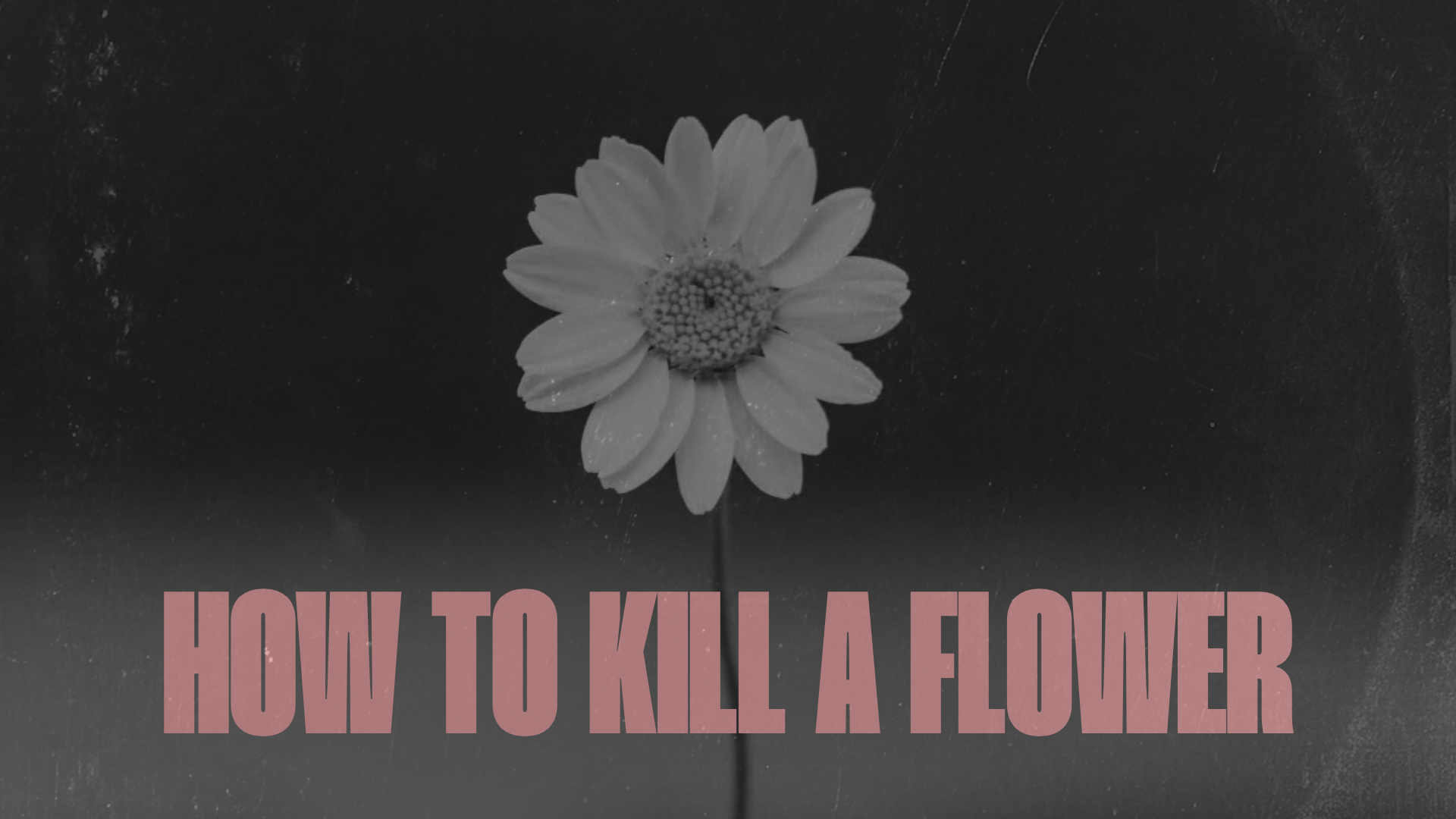 Belisario-Fosca-W-How-To-Kill-A-Flower-Banner2 Belisario-Fosca-W-How-To-Kill-A-Flower-Banner2